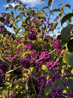 Bild "Herbst:Herbst_2024_Kruse_Baumschulen_Callicarpa_bodinieri_Profusio_Schoenfrucht_Liebesperlenstrauch_2.JPG"