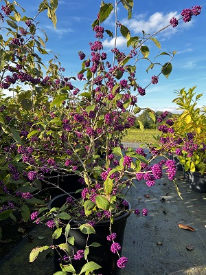 Bild "Herbst:Herbst_2024_Kruse_Baumschulen_Callicarpa_bodinieri_Profusion_Schoenfrucht_Liebesperlenstrauch.JPG"