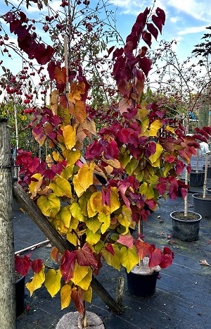 Bild "Herbst:Herbst_2024_Kruse_Baumschulen_Cercis_canadensis_Eternal_Flame_Kanadischer_Judasbaum.JPEG"