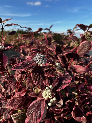 Bild "Herbst:Herbst_2024_Kruse_Baumschulen_Cornus_alba_Sibirica_Variegata_Weissbunter_Purpur-Hartriegel_Sibirica_Variegata_2.JPG"