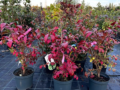 Bild "Herbst:Herbst_2024_Kruse_Baumschulen_Euonymus_alatus.JPEG"