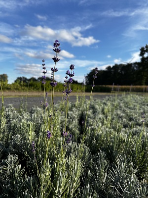 Bild "Herbst:Herbst_2024_Kruse_Baumschulen_Lavandula_angustifolia_Dwarf_Blue_2.JPG"