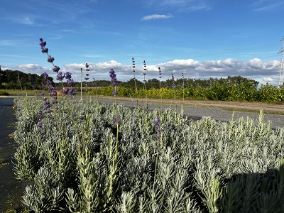 Bild "Herbst:Herbst_2024_Kruse_Baumschulen_Lavandula_angustifolia_Dwarf_Blue_4.JPG"