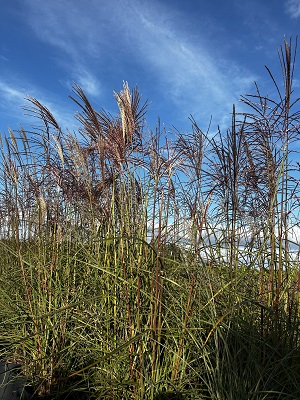 Bild "Herbst:Herbst_2024_Kruse_Baumschulen_Miscanthus_sinensis_Morning_Light_Chinaschilf.JPG"