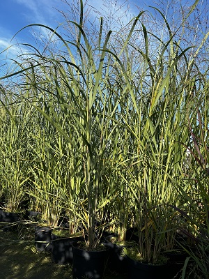 Bild "Herbst:Herbst_2024_Kruse_Baumschulen_Panicum_virgatum_Thundercloud_Ruten-Hirse.JPG"