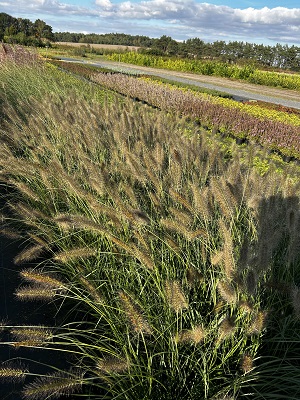 Bild "Herbst:Herbst_2024_Kruse_Baumschulen_Pennisetum_alopecuroides_Cassian_Federborstengras.JPG"