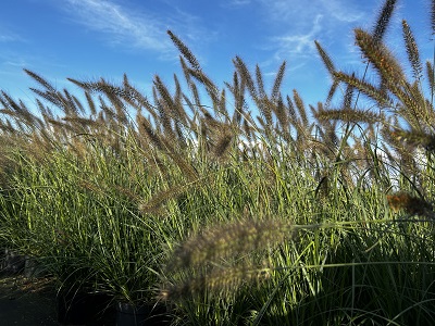 Bild "Herbst:Herbst_2024_Kruse_Baumschulen_Pennisetum_alopecuroides_Cassian_Federborstengras_2.JPG"