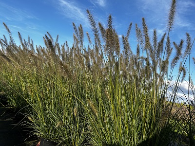 Bild "Herbst:Herbst_2024_Kruse_Baumschulen_Pennisetum_alopecuroides_Hameln_Lampenputzergras.JPG"