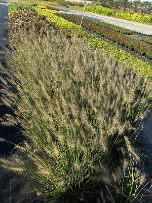 Bild "Herbst:Herbst_2024_Kruse_Baumschulen_Pennisetum_alopecuroides_Hameln_Lampenputzergras_2.JPG"