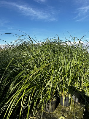 Bild "Herbst:Herbst_2024_Kruse_Baumschulen_Pennisetum_alopecuroides_Moudry.JPG"