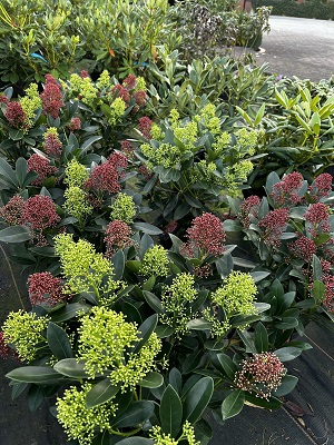 Bild "Herbst:Herbst_2024_Kruse_Baumschulen_Skimmia_japonica_Twins_Japanische_Fruchtskimmie.JPG"