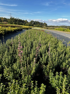 Bild "Herbst:Herbst_2024_Kruse_Baumschulen_Teucrium_x_lucidrys_Gamander.JPG"