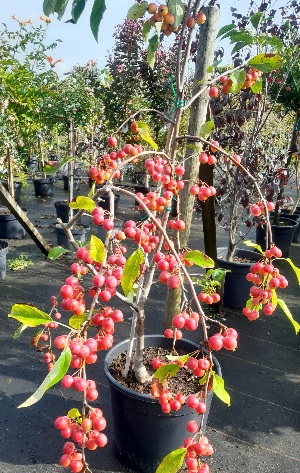Bild "Herbst:Herbst_2025_Kruse_Baumschulen_Zierapfel.JPEG"