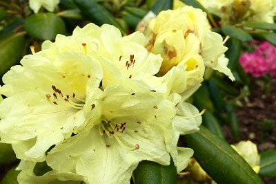 Bild "Sommer:Aktuelles12_Rhododendron_Bohlkens_Laura.JPG"