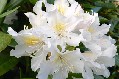 Bild "Sommer:Aktuelles13_Rhododendron_Cunningsham_White.jpg"