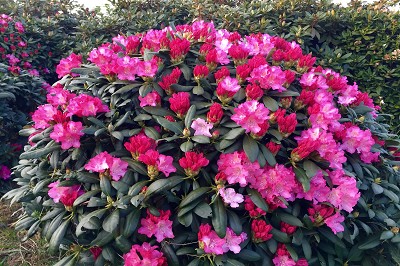 Bild "Sommer:Aktuelles14_Rhododendron_Morgenrot.jpg"