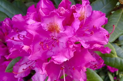 Bild "Sommer:Aktuelles19_Rhododendron_Roseum_Elegans_2.JPG"