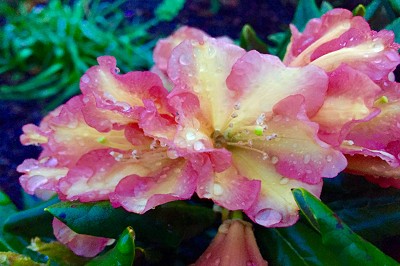 Bild "Sommer:Aktuelles21_Rhododendron_Valensina.JPG"