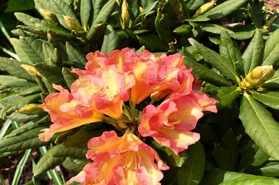 Bild "Sommer:Aktuelles22_Rhododendron_Valensina_2.JPG"