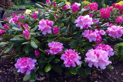 Bild "Sommer:Aktuelles27_Rhododendron_Silberwolke.JPG"