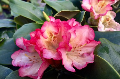 Bild "Sommer:Aktuelles9_kleinwachsende_Rhododendron_Napoli.JPG"