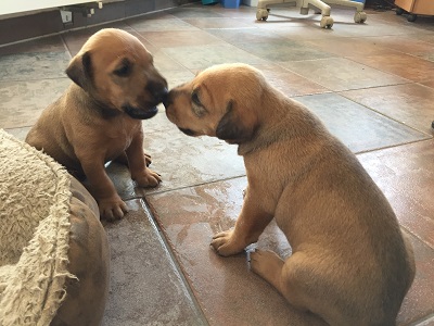 Bild "Startseite:Heideterrier_Welpen1.jpg"