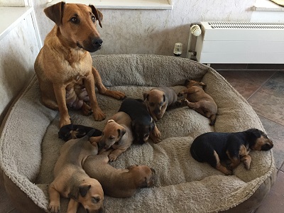 Bild "Startseite:Heideterrier_Welpen13.jpg"