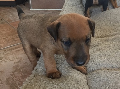 Bild "Startseite:Heideterrier_Welpen7.jpg"