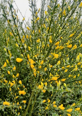 Bild "Frühling:Fruehling_Kruse_Baumschulen_Besenginster.jpg"