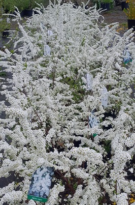 Bild "Frühling:Fruehling_Kruse_Baumschulen_Brautspiere_oder_Schneespiere.jpg"