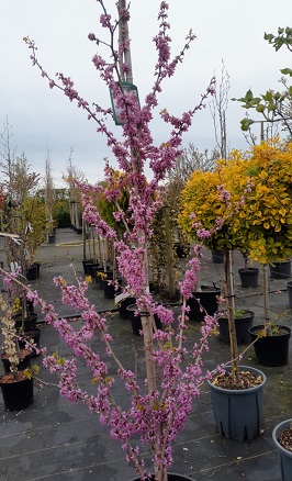 Bild "Frühling:Fruehling_Kruse_Baumschulen_Cercis_chinensis_Avondale.jpg"