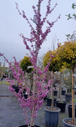 Bild "Frühling:Fruehling_Kruse_Baumschulen_Cercis_chinensis_Avondale_2.jpg"