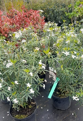 Bild "Frühling:Fruehling_Kruse_Baumschulen_Choisya_ternata_duftende_Orangenbluete_3.jpg"