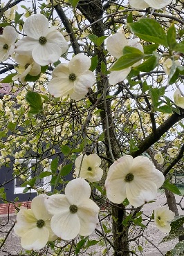 Bild "Frühling:Fruehling_Kruse_Baumschulen_Cornus_Eddies_White_Wonder.jpg"