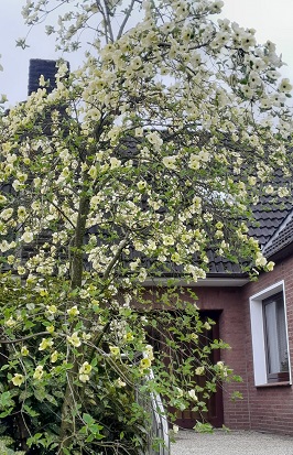 Bild "Frühling:Fruehling_Kruse_Baumschulen_Cornus_Eddies_White_Wonder_2.jpg"