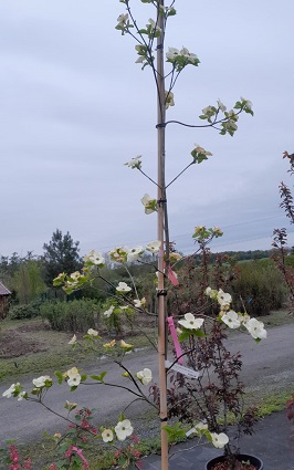 Bild "Frühling:Fruehling_Kruse_Baumschulen_Cornus_Eddies_White_Wonder_3.jpg"