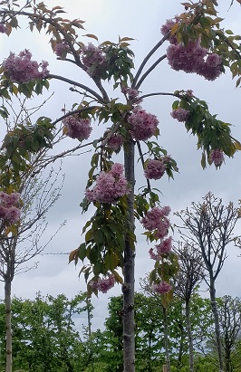 Bild "Frühling:Fruehling_Kruse_Baumschulen_Haengende_Nelkenkirsche_auf_stamm.jpg"