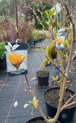 Bild "Frühling:Fruehling_Kruse_Baumschulen_Magnolia_Judy_Zuk.jpg"