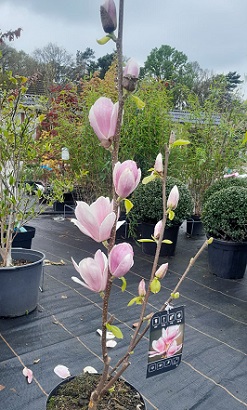 Bild "Frühling:Fruehling_Kruse_Baumschulen_Magnolia_Satisfaction.jpg"