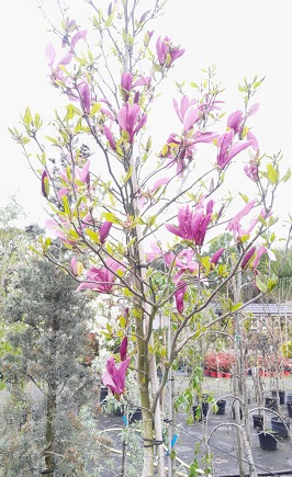 Bild "Frühling:Fruehling_Kruse_Baumschulen_Magnolia_Susan.jpg"
