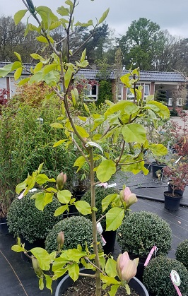 Bild "Frühling:Fruehling_Kruse_Baumschulen_Magnolia_brooklynensis_Woodsman.jpg"