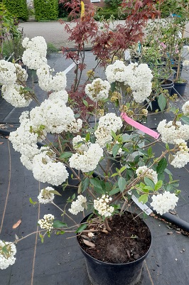 Bild "Frühling:Fruehling_Kruse_Baumschulen_Osterschneeball_burkwoodii.jpg"