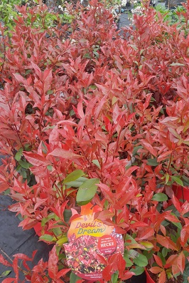 Bild "Frühling:Fruehling_Kruse_Baumschulen_Photinia_Devils_Dream.jpg"