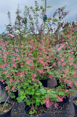Bild "Frühling:Fruehling_Kruse_Baumschulen_Rotbluehende_Johannisbeere_King_Edward_VII.jpg"