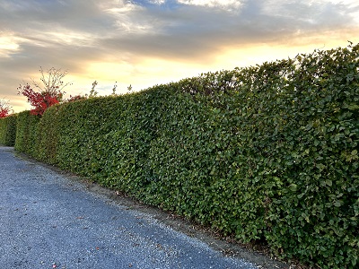 Bild "Herbst:Herbst_2024_Kruse_Baumschulen_Carpinus_betulus_Hainbuchenhecke.JPEG"