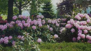 Bild "Rhododendren:rhodedendron-unter-baeumen.jpg"