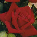 Bild "Rosen:rosen-edelrose-burgund.jpg"