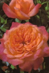 Bild "Rosen:rosen-floribundarose-samaritan.jpg"