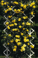 Bild "Rosen:rosen-kletterrose-goldstern.jpg"