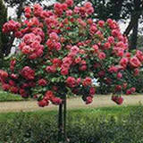 Bild "Rosen:rosen-rosarium-uetersen-hochstammrose.jpg"
